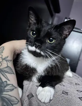 Poe