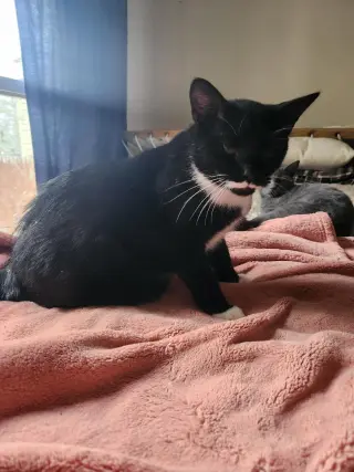 Poe
