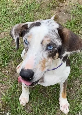 Darla