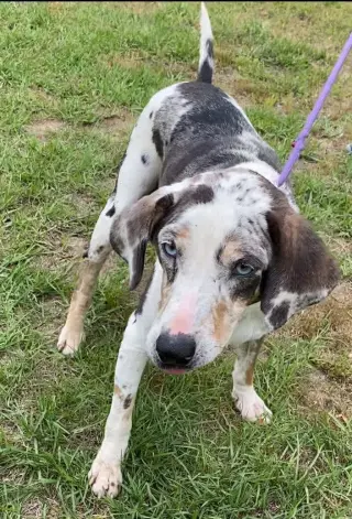 Darla