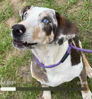 Darla