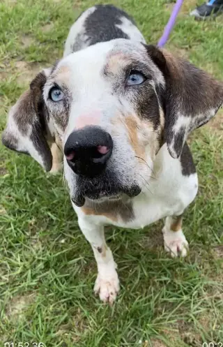 Darla