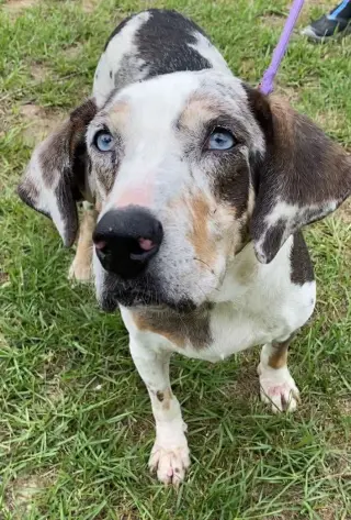 Darla