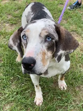 Darla