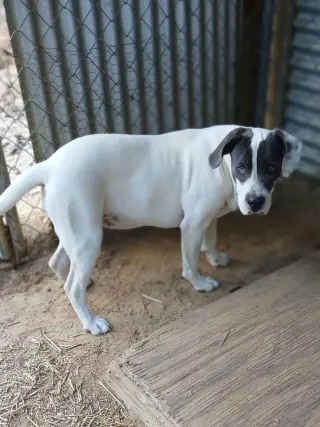 Shiloh