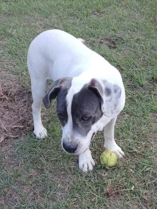 Shiloh