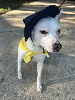 Louie