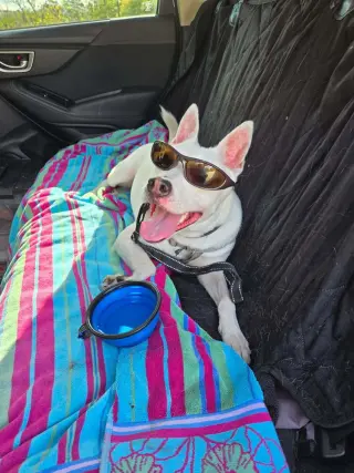 Louie