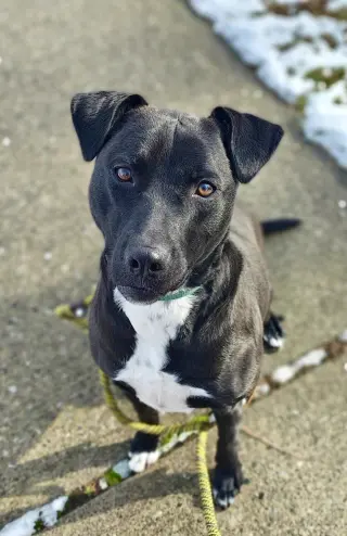Marley