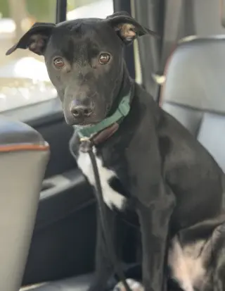 Marley