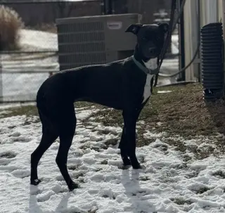 Marley