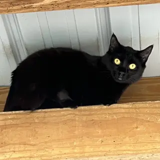 Alba