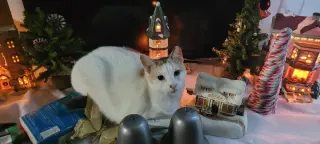 Moira