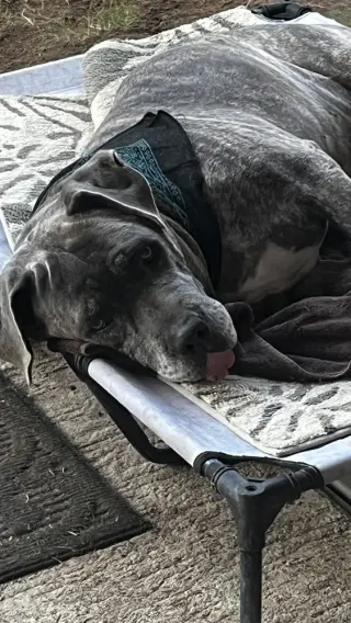 Pancho