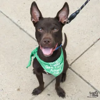 Bowie