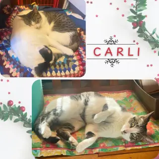 Carlie