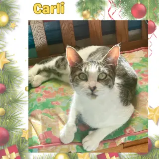 Carlie