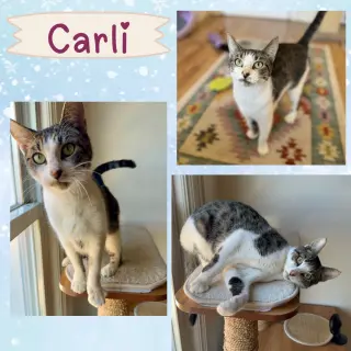 Carlie
