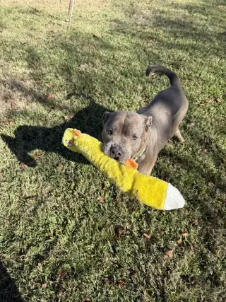 Maggie