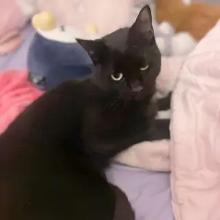 Asha