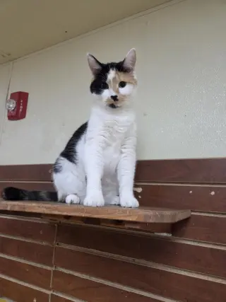 Taz