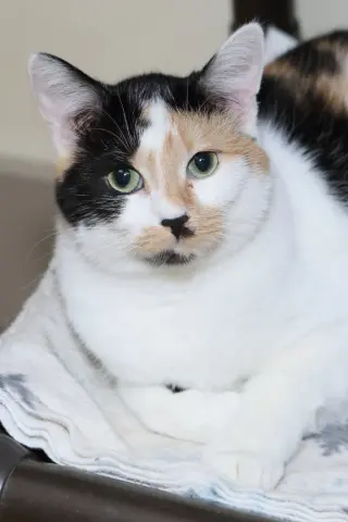 Taz