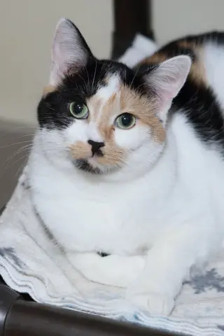 Taz