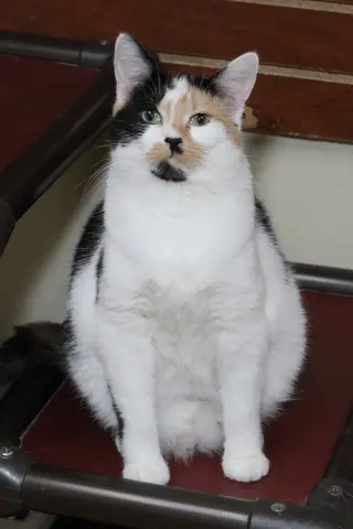 Taz