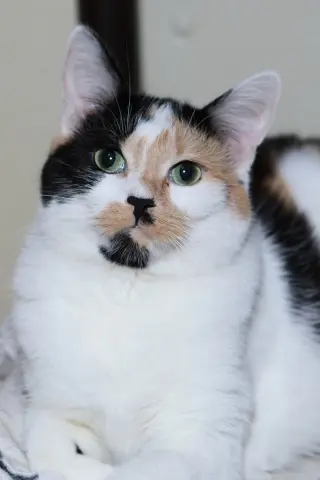 Taz