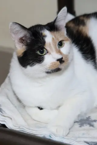 Taz