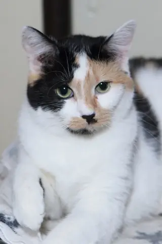Taz