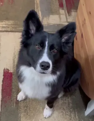 Bonnie