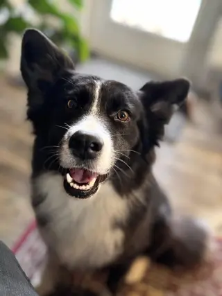 Bonnie