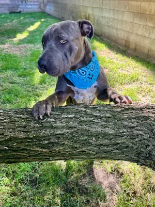 Boris