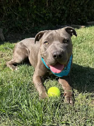 Boris