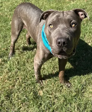 Boris