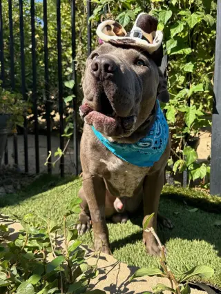 Boris