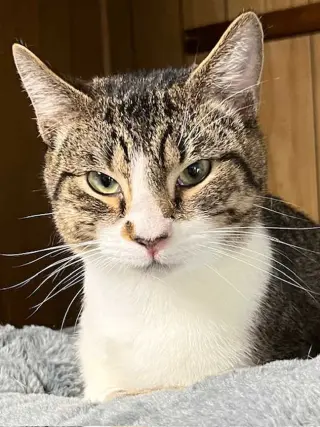 BAYLOR
