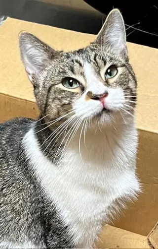 BAYLOR