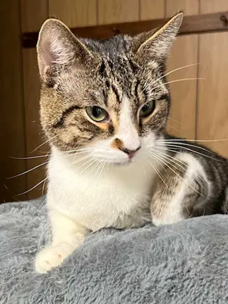 BAYLOR
