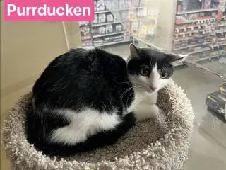 Purrducken