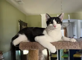 Purrducken