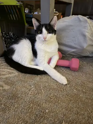 Purrducken