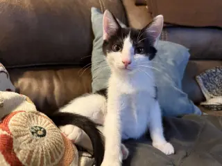Purrducken