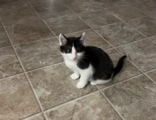 Purrducken