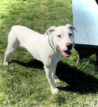 Chase