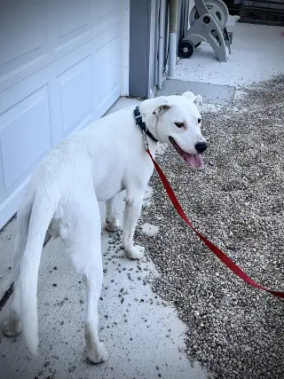 Chase