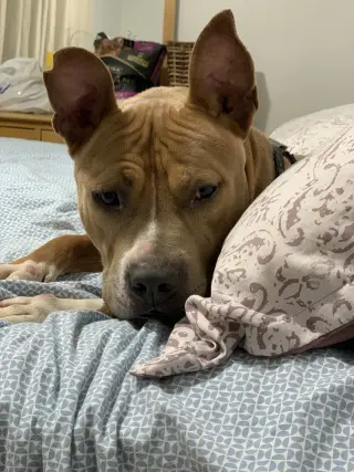 Meatball