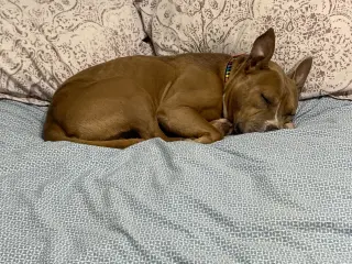 Meatball
