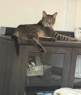 Mijo